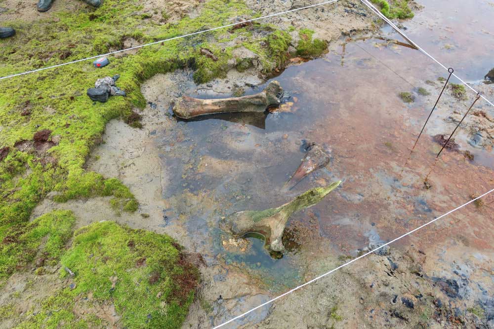 На Ямале обнаружили останки взрослого мамонта