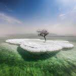 Дерево жизни посреди Мертвого моря. Как выглядит самое одинокое растение в мире