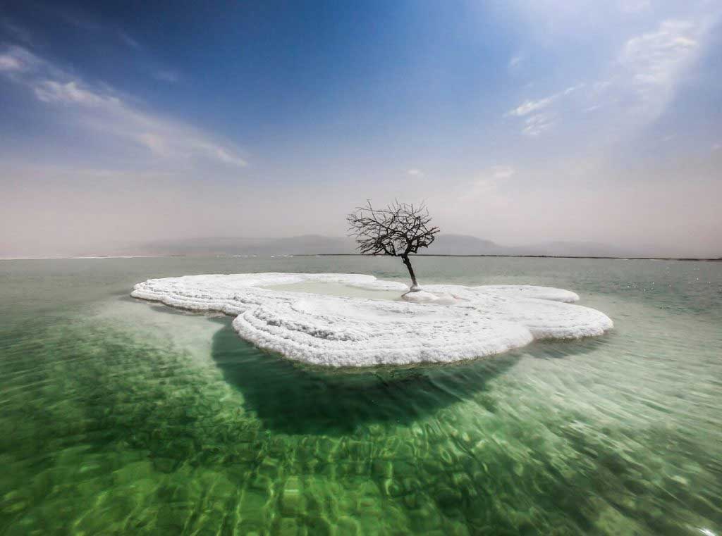 Дерево жизни посреди Мертвого моря