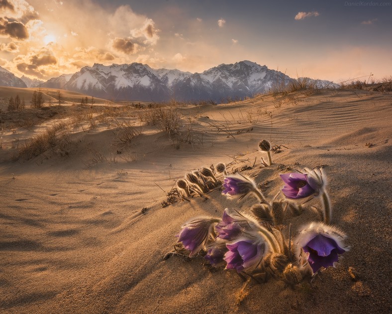 Цветение Чарских песков. Фото: Даниил Коржонов.
