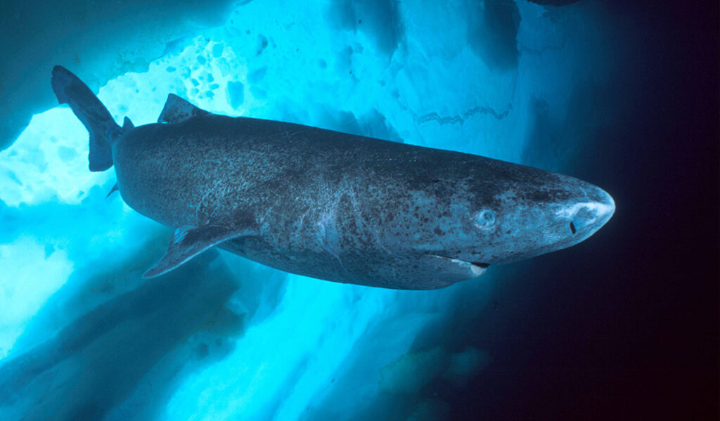 Гренландская полярная акула