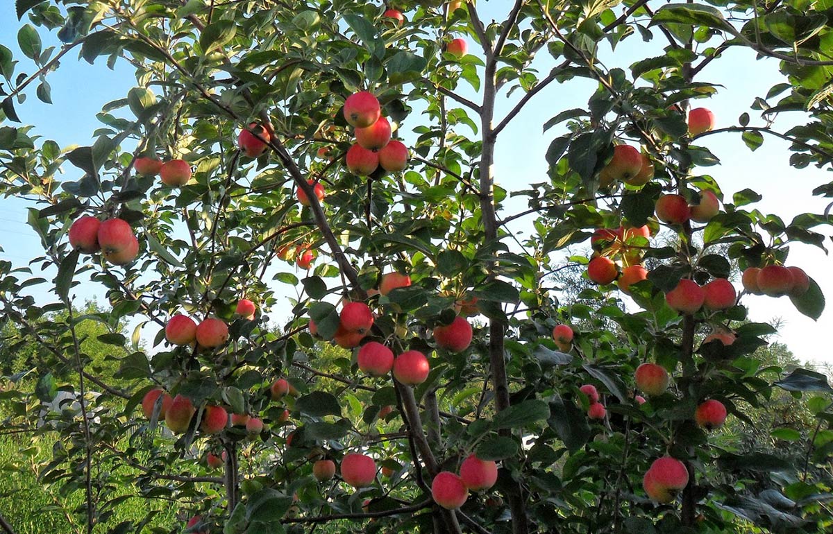 Обрезка яблони для начинающих садоводов