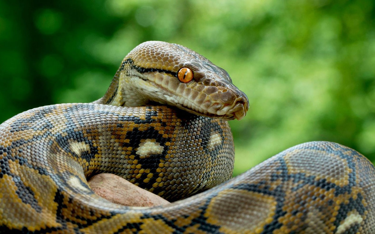 Смертельно опасные: самые ядовитые змеи в мире