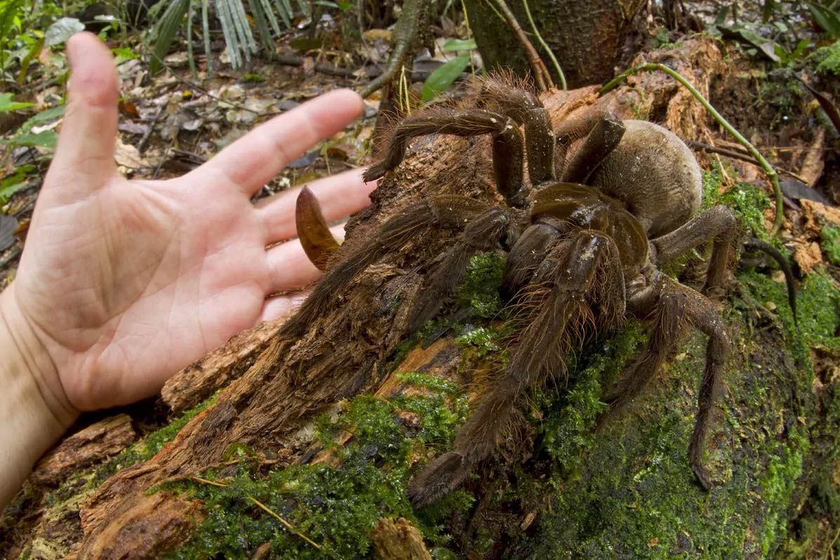 Паук-голиаф - знакомство с самым большим пауком в мире