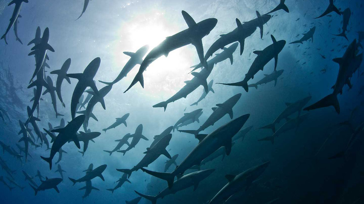 5 фактов, которые вы не знали про акул
