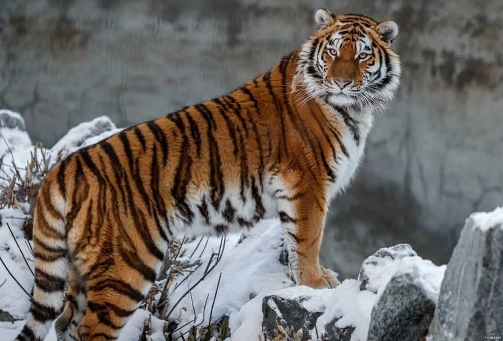 Чем опасен и на что способен уссурийский тигр
