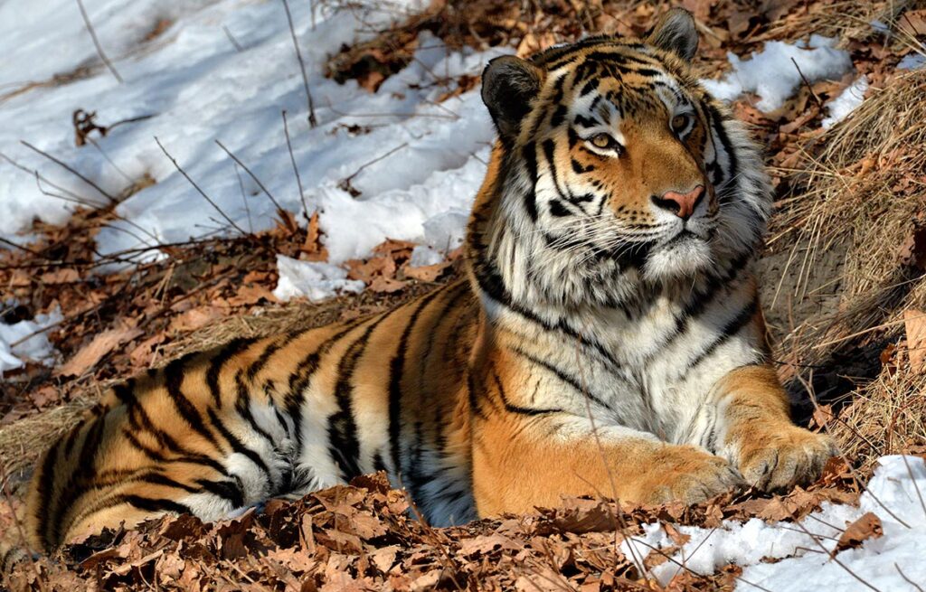 Уссурийский тигр фото (Амурский тигр)
