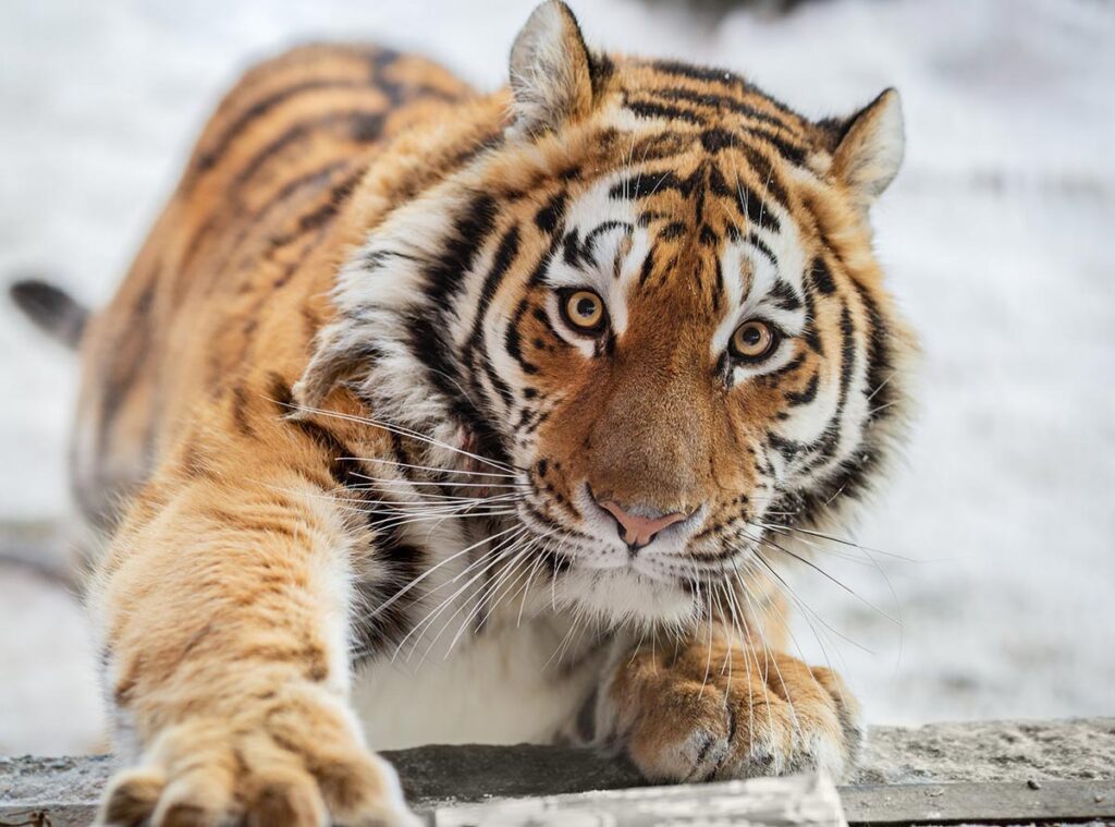 Уссурийский тигр, или Амурский тигр обитает на Дальнем Востоке России