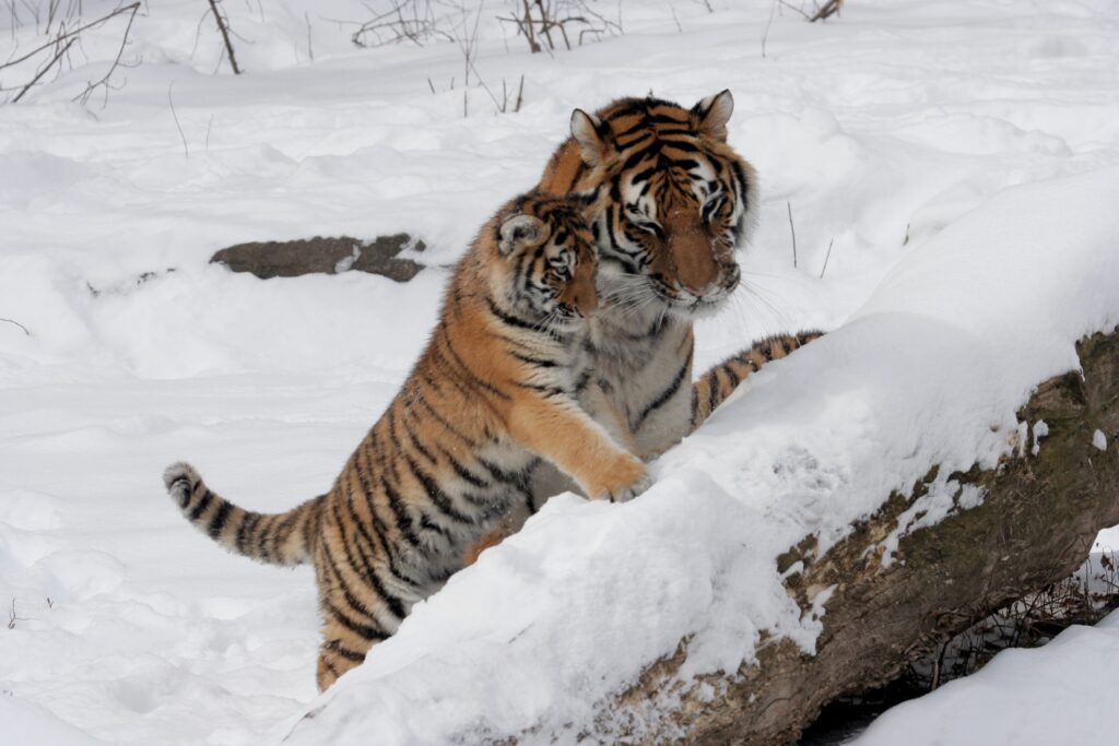 Уссурийский тигр с тигренком