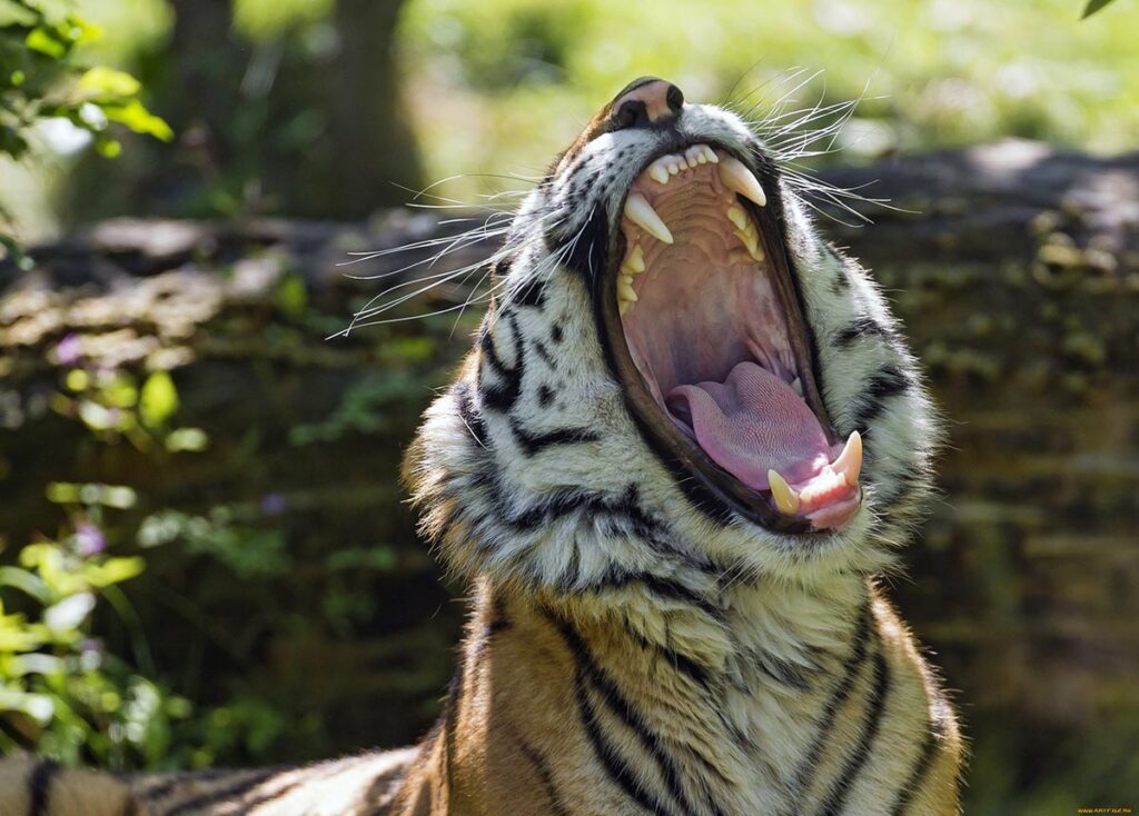 У уссурийского тигра весьма выдающие клыки, крепкие и толстые