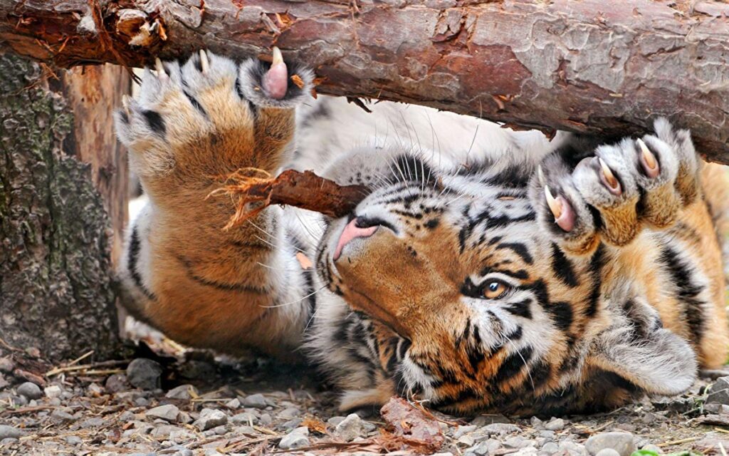 У уссурийского (амурского) тигра широкие, мощные, мускулистые лапы с острыми втяжными когтями