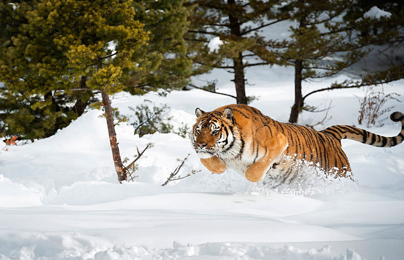 Ночью уссурийский тигр видит в 5 раз лучше, чем человек
