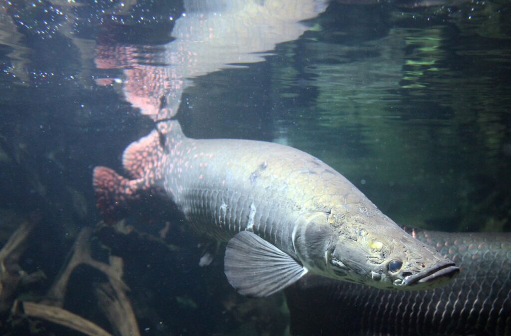 Арапайма - гигантская хищная рыба