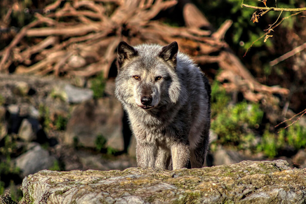 Волки, обитающие в разных уголках планеты, отличаются друг от друга внешне и по размерам.