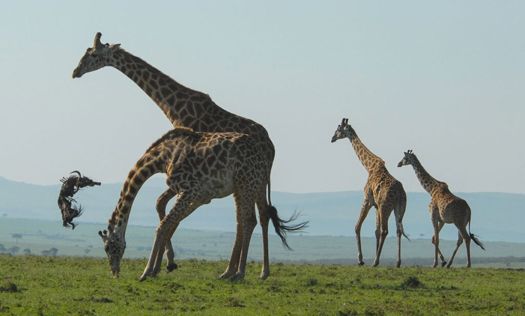 Жирафы поедали и подбрасывали тушу антилопы гну