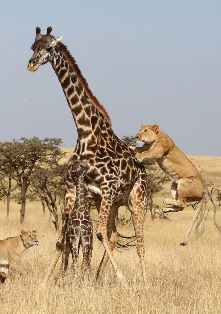 Единственный, кто осмеливается нападать на жирафа — лев