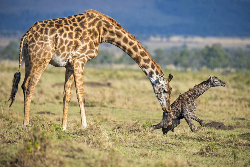Во время родов детеныш жирафа падает на землю с высоты 2 метров