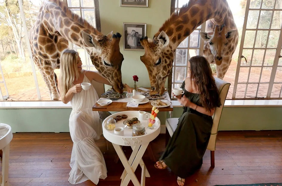 В Африке есть отель, где обитают жирафы. К некоторым они присоединяются на обед.