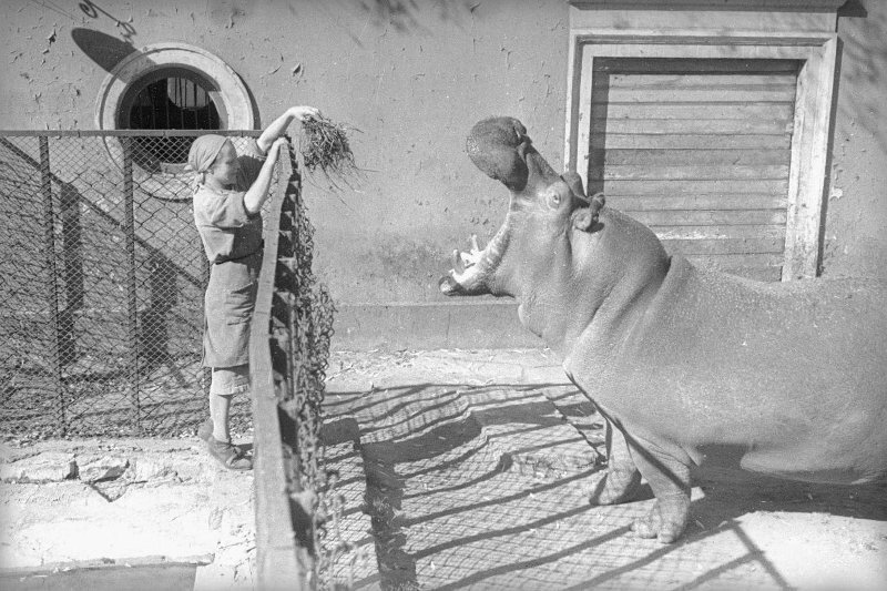 В Московском зоопарке. Работница кормит бегемота. Сергей Васин, 1943 год, г. Москва