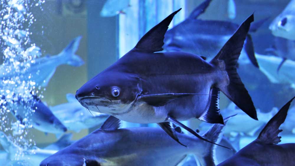 Еще одно название акульего сома — пангасиус