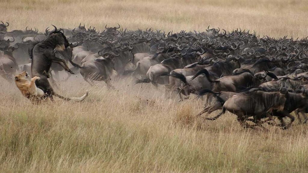 Антилопа Гну: великая миграция, роды на бегу, Серенгети