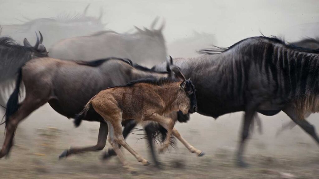 Телят антилопы рожают на бегу