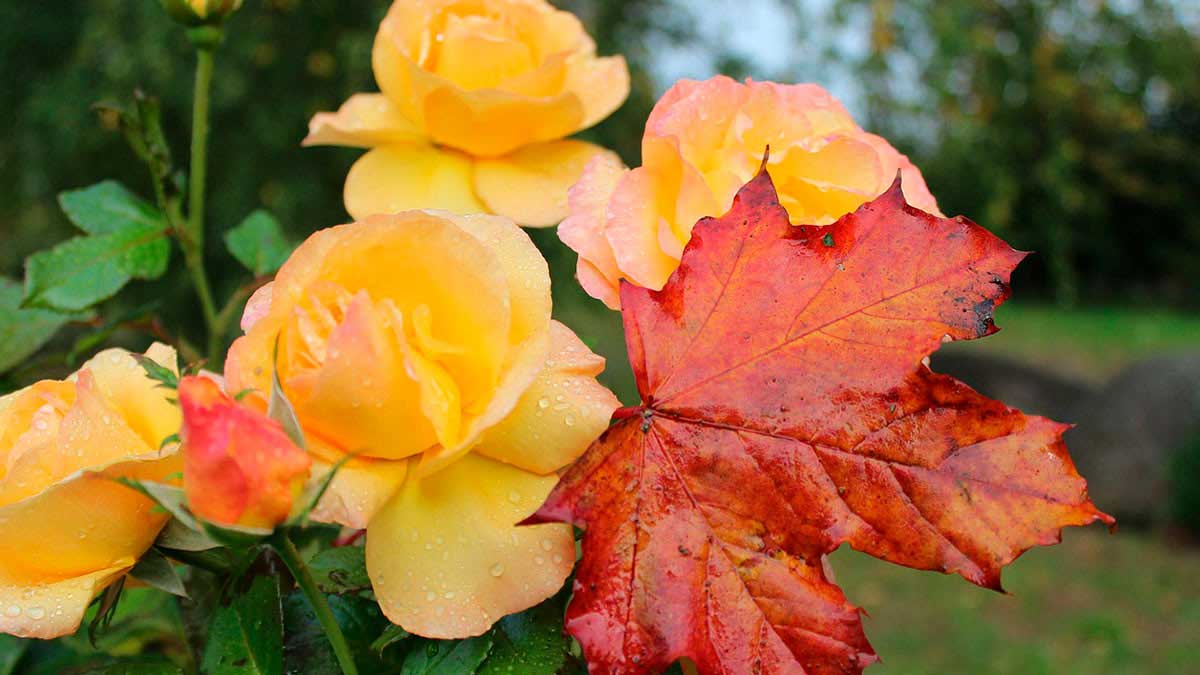 Чем обработать розы осенью от всех болезней