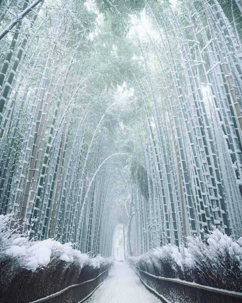 Заснеженный бамбуковый лес, Киото, Япония