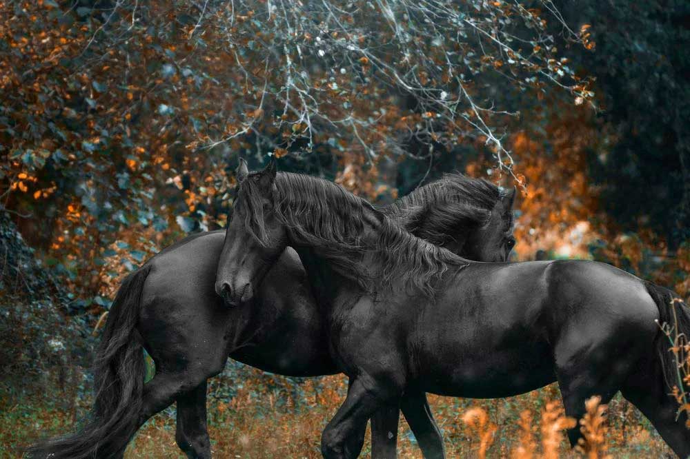 Величественная красота лошадей