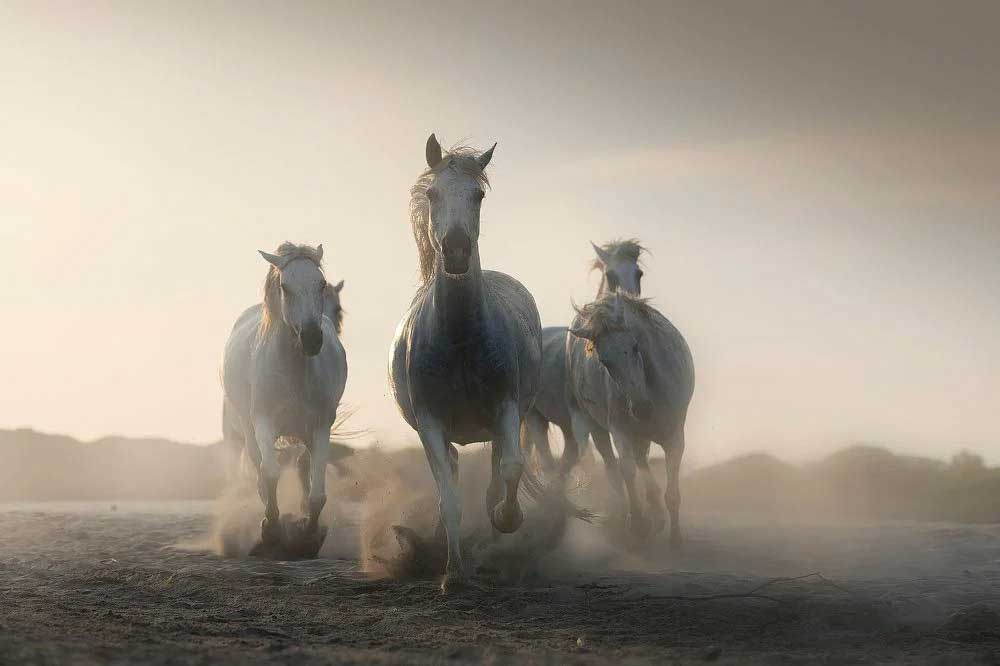 Величественная красота лошадей