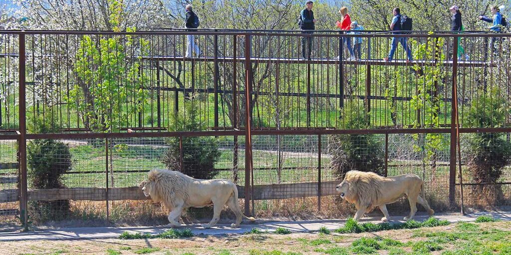 Сафари-парк в Крыму: игры со львами