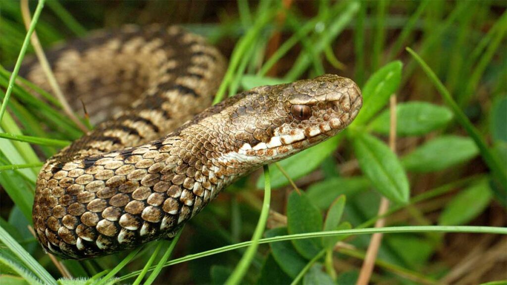 Какие ядовитые змеи чаще всего встречаются в России