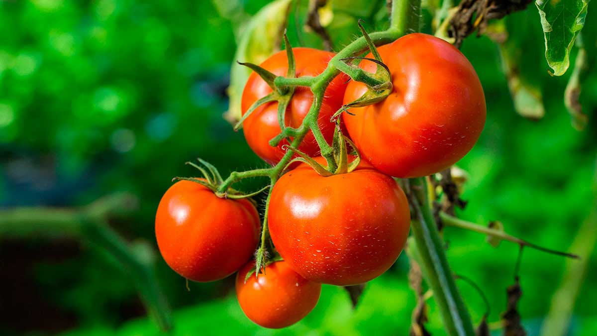 Названы самые урожайные сорта томатов