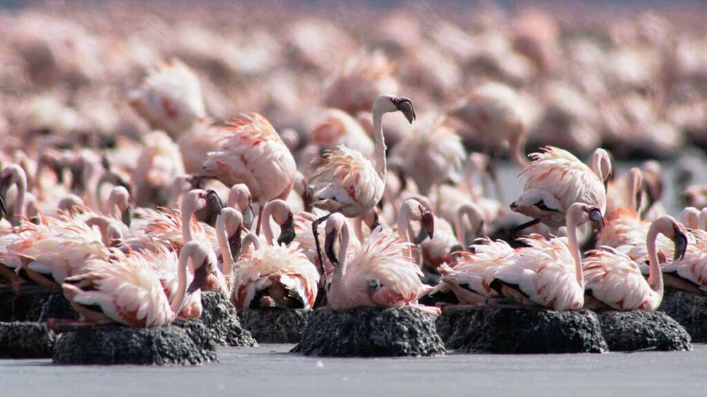 Щелочная, ядовитая вода - не помеха для процветания фламинго