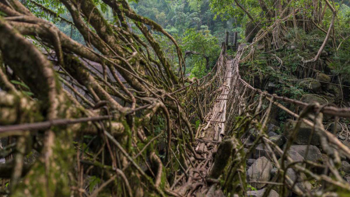 Подвесной мост из корней фикуса в джунглях Индии