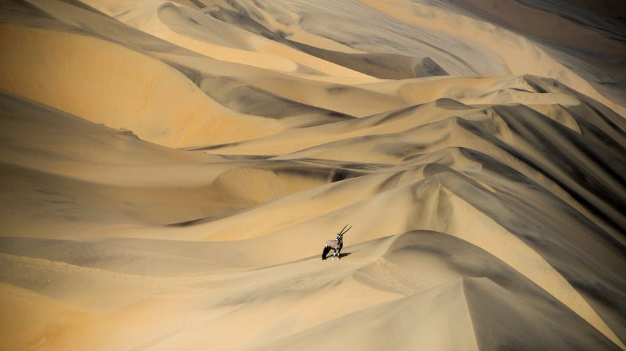 Намиб: песочница для слонов – самая холодная и древняя пустыня на Земле