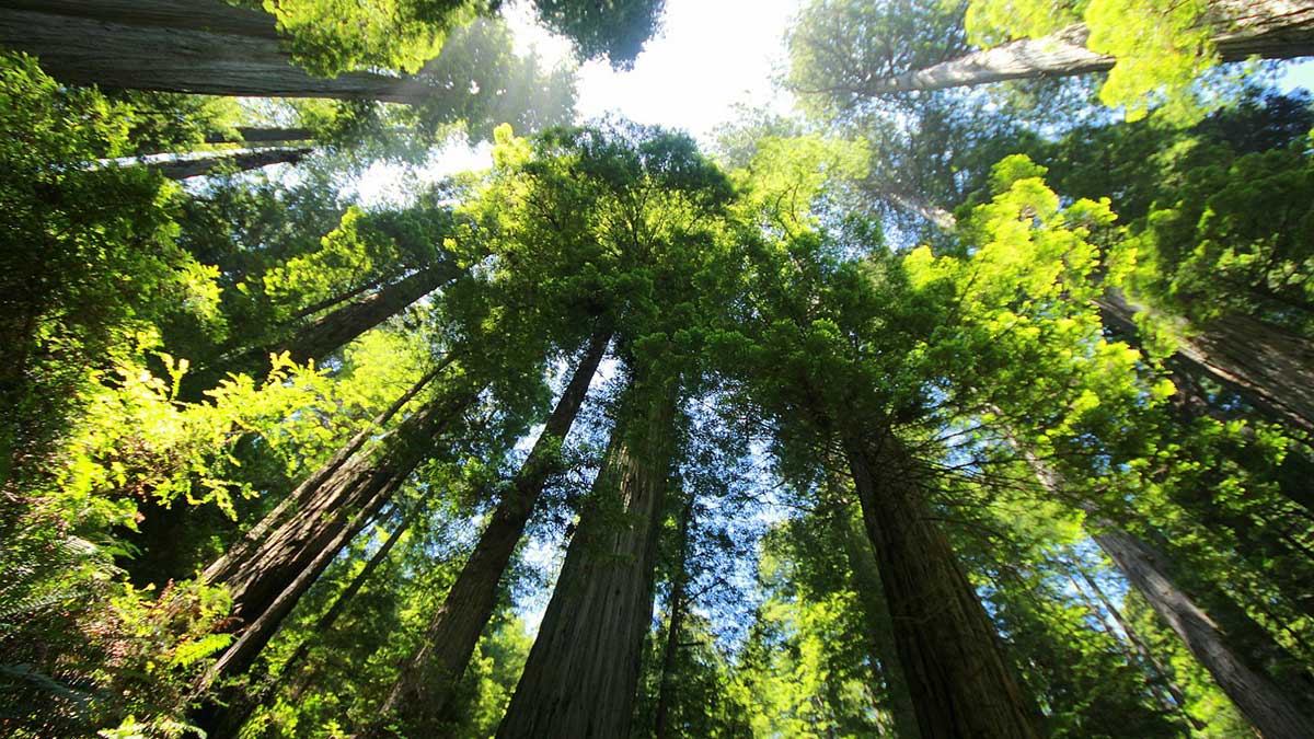 Гиперион - гигант растительного мира или самое высокое дерево на планете