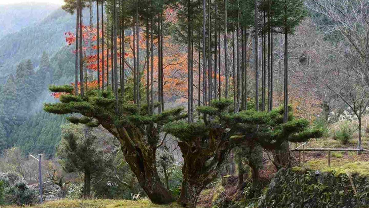 Искусство дайсуги - как японцы получают древесину, без вырубки леса