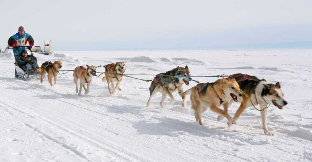 Зимние прогулки на собачьих упряжках