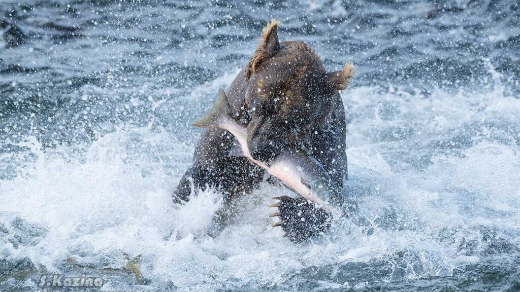 Если повезет, увидите медведя, ловящего рыбу.