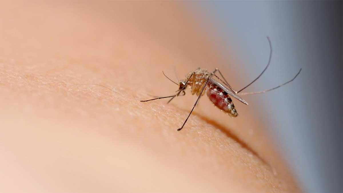 Почему комары не переносят ВИЧ