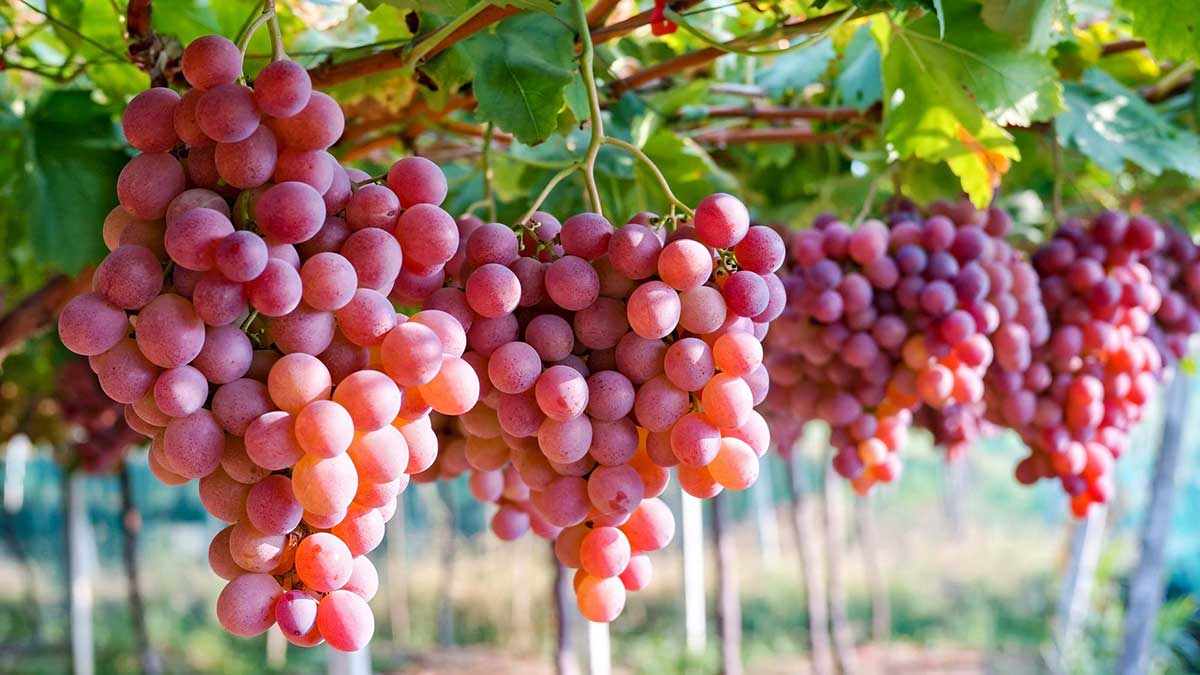 Почему виноград не бывает червивым