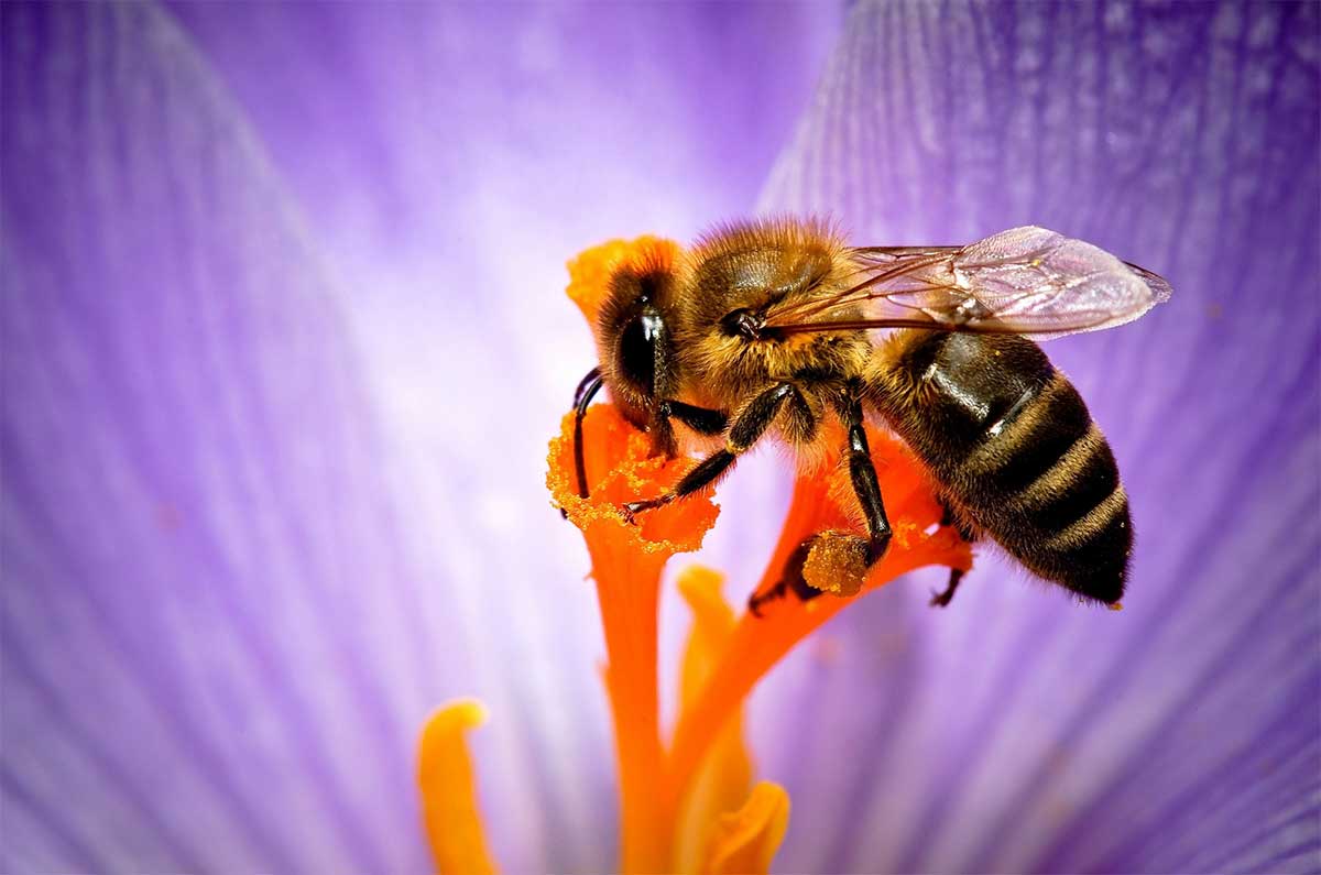 Зачем пчела погибает, когда жалит