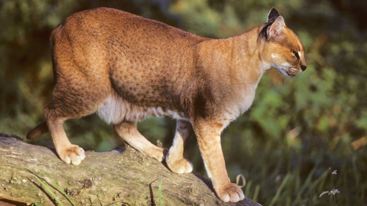 Золотая кошка - утонченная хищница из африканских джунглей