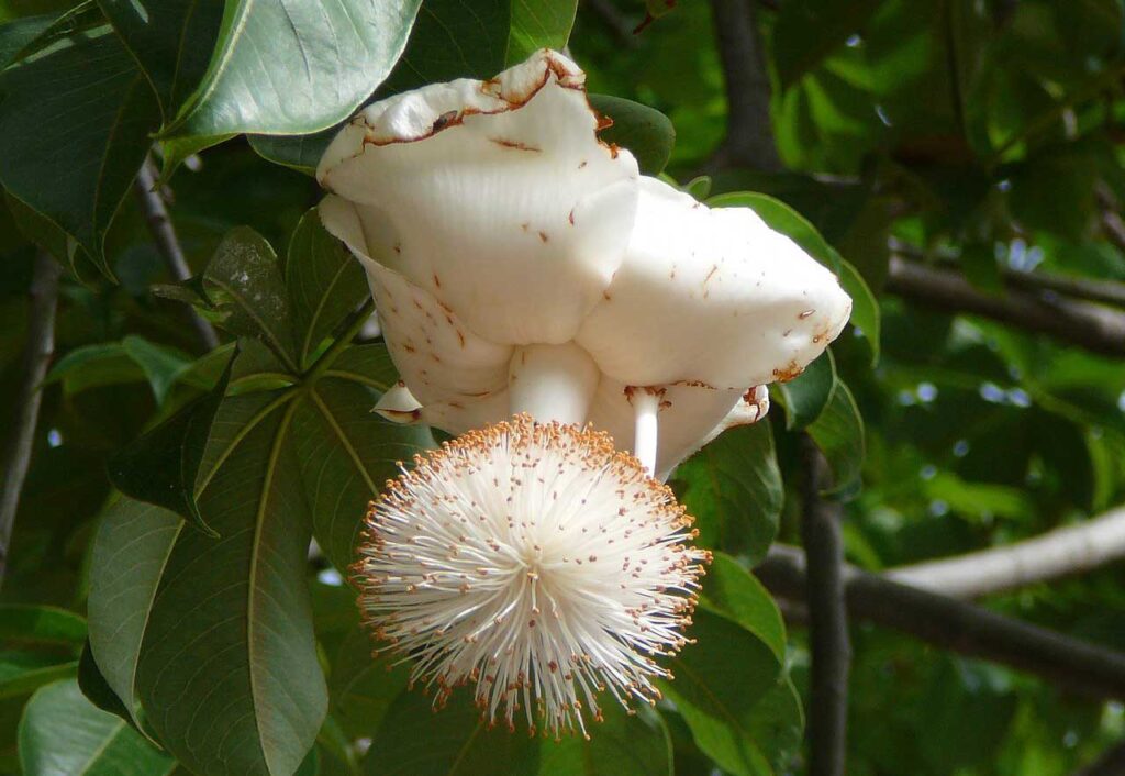 Белые цветы баобаба