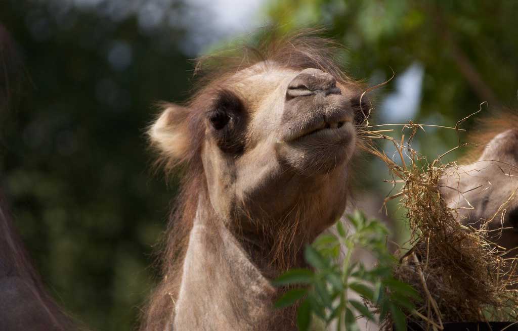 От сильных песчаных ветров, верблюда спасают длинные ресницы, а так же узкие захлопывающиеся ноздри.