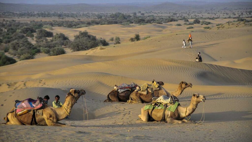 Верблюды хорошо приспособлены к выживанию в засушливых и пустынных районах, и могут несколько дней прожить без воды.