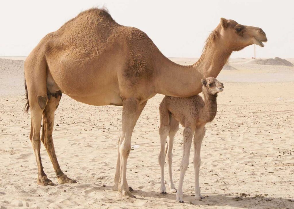 Не так прост, как кажется: интересные факты о верблюде