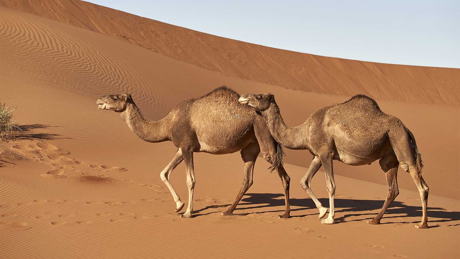 Не так прост, как кажется: интересные факты о верблюде