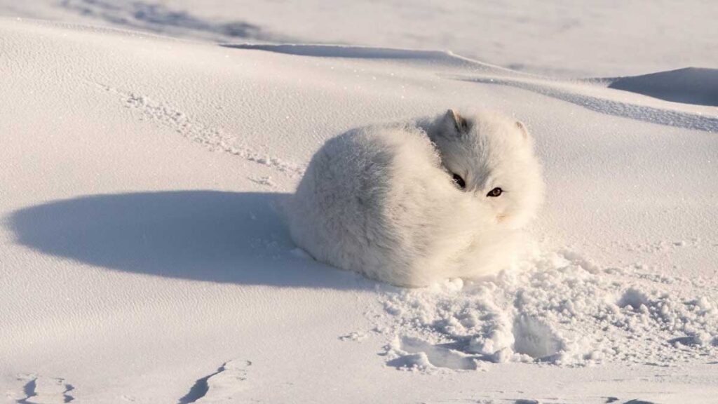 Песец: полярная лиса